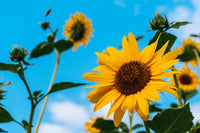 Why We Love Sunflower Seeds