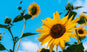 Why We Love Sunflower Seeds